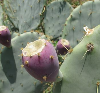 opuntia-cacanapa-ferguson2-el-indio