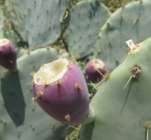 Opuntia cacanapa