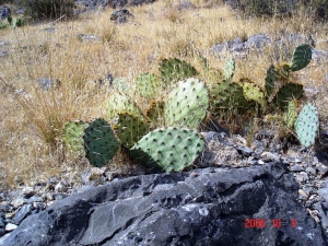 Opuntia mojavensis