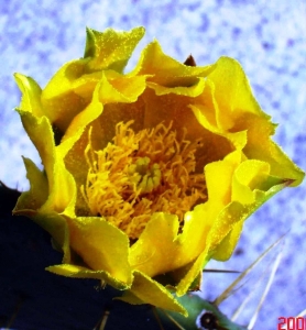Opuntia alta