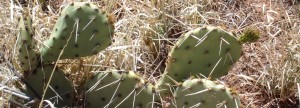 Opuntia Web