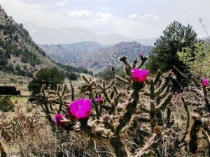 Cylindropuntia imbricata