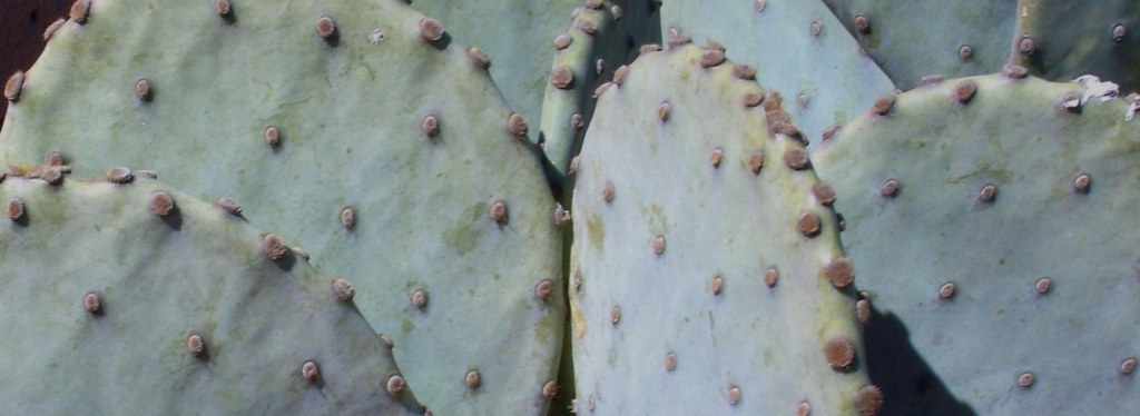 Opuntia orbiculata