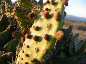 Opuntia