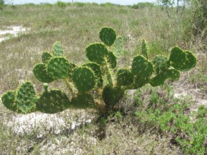Opuntia alta