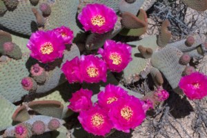 Opuntia basilaris