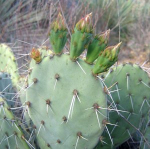 Opuntia angustata