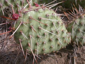 Opuntia polyacantha
