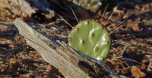 cladode