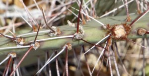 Opuntia camanchica