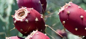 fruit
