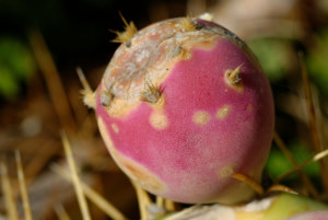 fruit