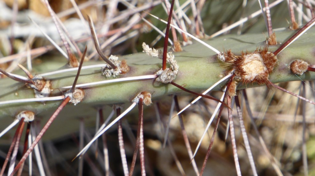 Opuntia camanchica