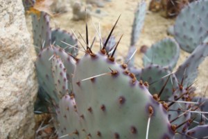 Opuntia macrocentra