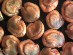 seeds