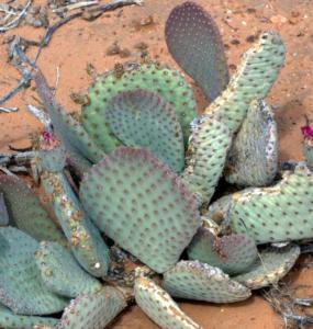 Opuntia basilaris