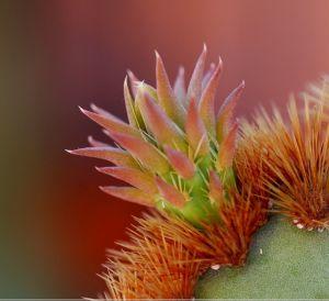Opuntia aciculata