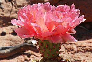 Opuntia aurea, Zion