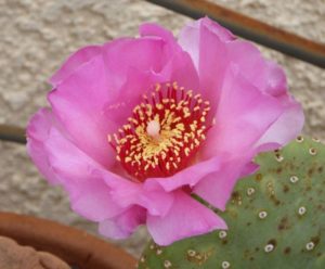 opuntia-basilaris-heilii-nancy2