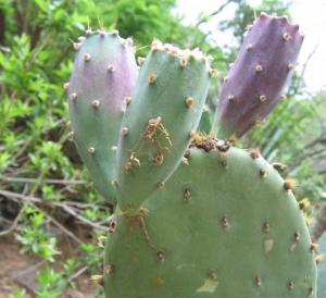Opuntia laevis fruit