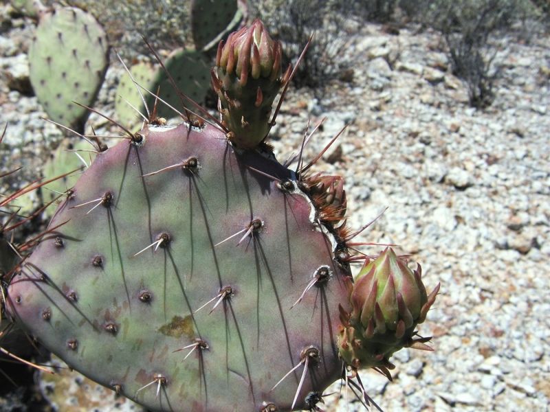 Opuntia blakeana