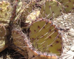Opuntia camanchica