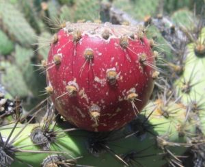 Opuntia oricola