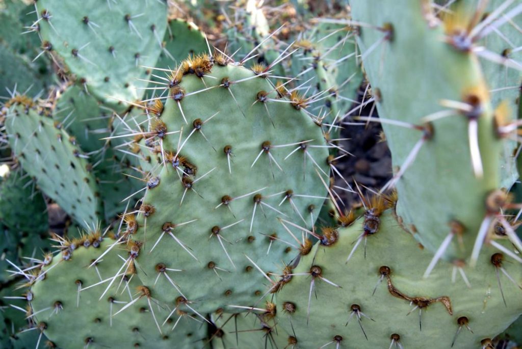 Opuntia riparia