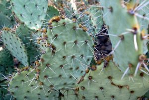 Opuntia riparia Opuntia riparia
