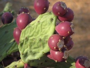 Opuntia dillenii