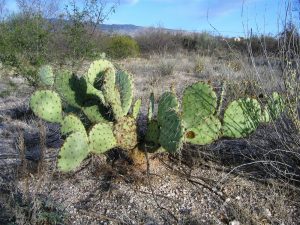 Opuntia dulcis Opuntia dulcis