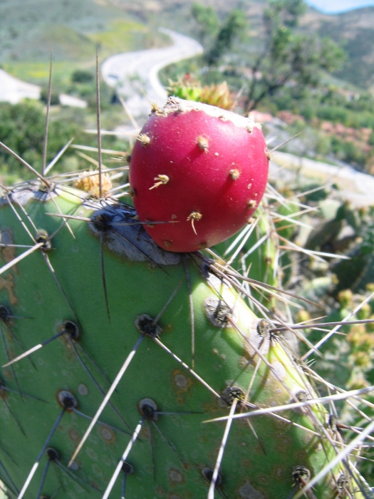 Opuntia littoralis