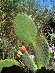 Opuntia lubrica Opuntia lubrica