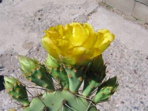 Opuntia rugosa Opuntia rugosa