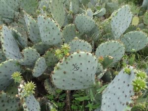 Opuntia tardospina