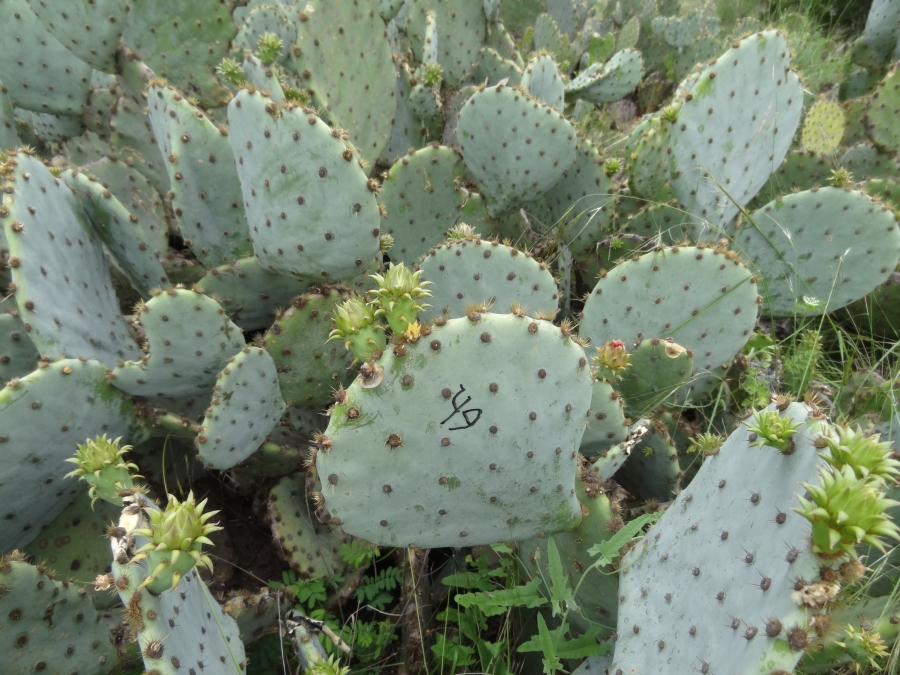 Opuntia tardospina, Texas prickly pear cactus, unusual