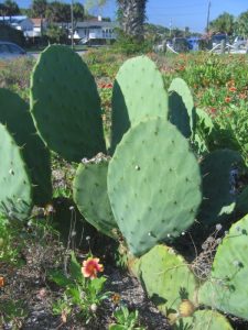 Opuntia tunoidea