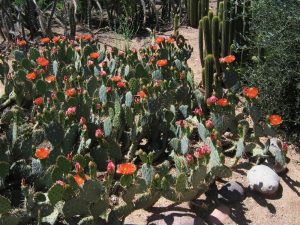 Opuntia vaseyi Opuntia vaseyi