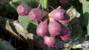 Opuntia zebrina Opuntia zebrina