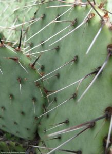 Opuntia mackensenii