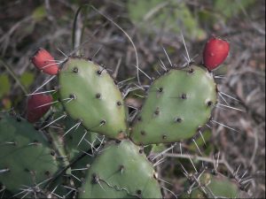 Opuntia nitens