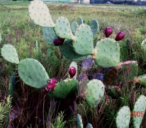 Opuntia anahuacensis Opuntia anahuacensis