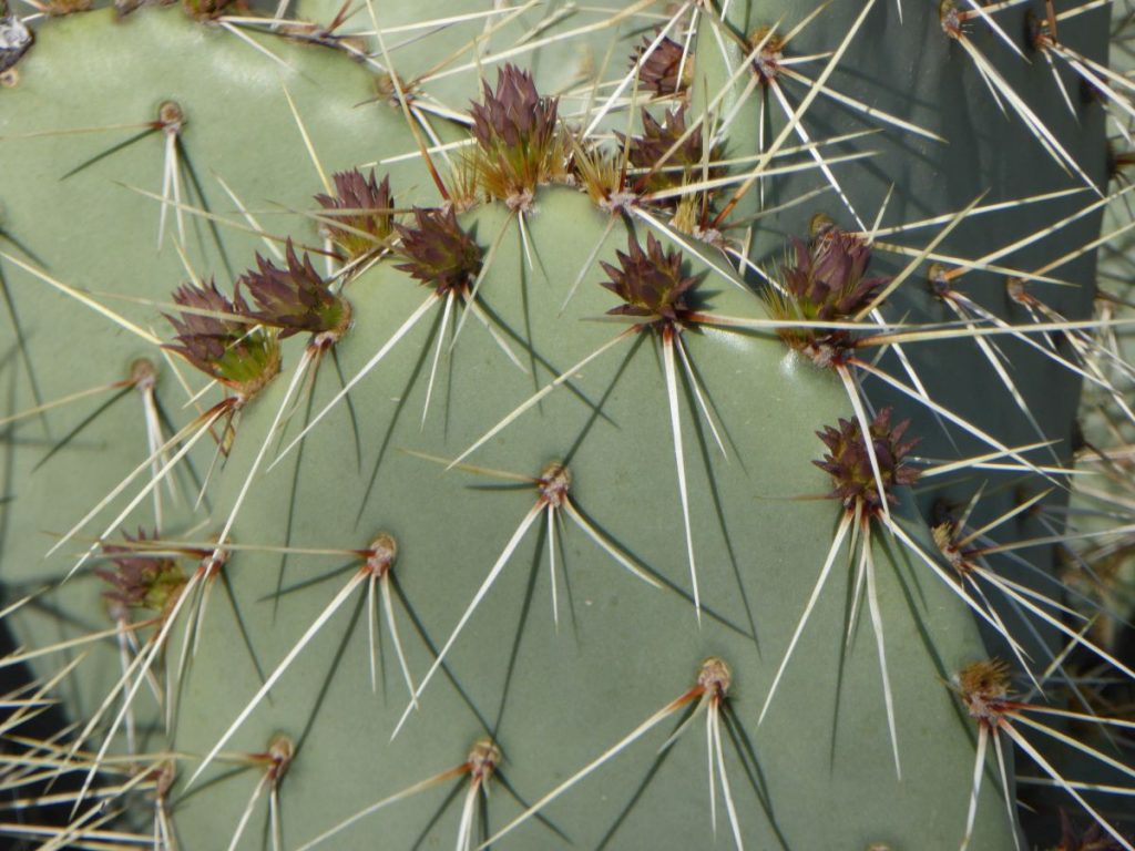 Opuntia angustata