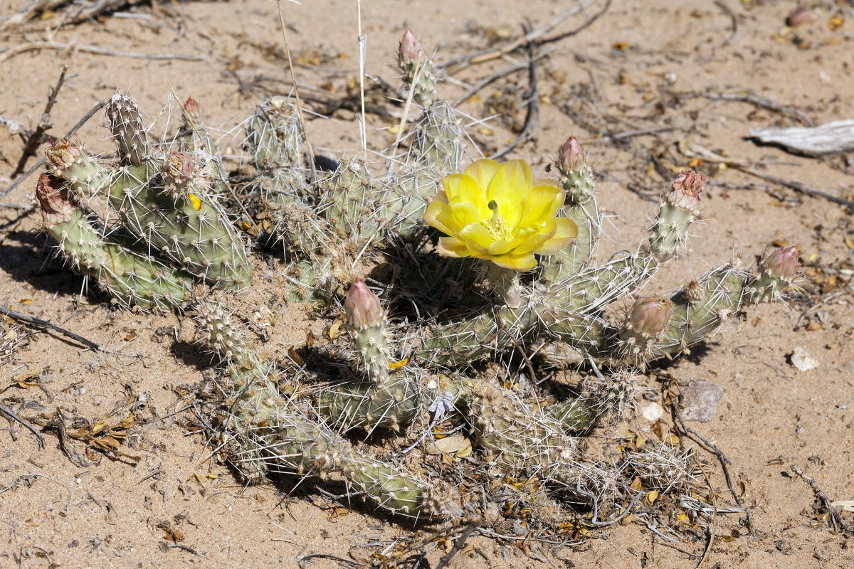 Opuntia arenaria, New Mexico--Texas prickly pear cactus
