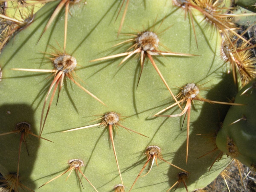 Opuntia arizonica
