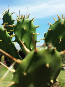 Opuntia austrina Opuntia austrina