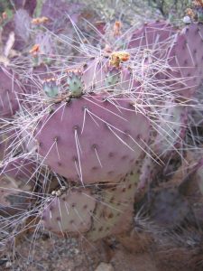 Opuntia azurea Opuntia azurea