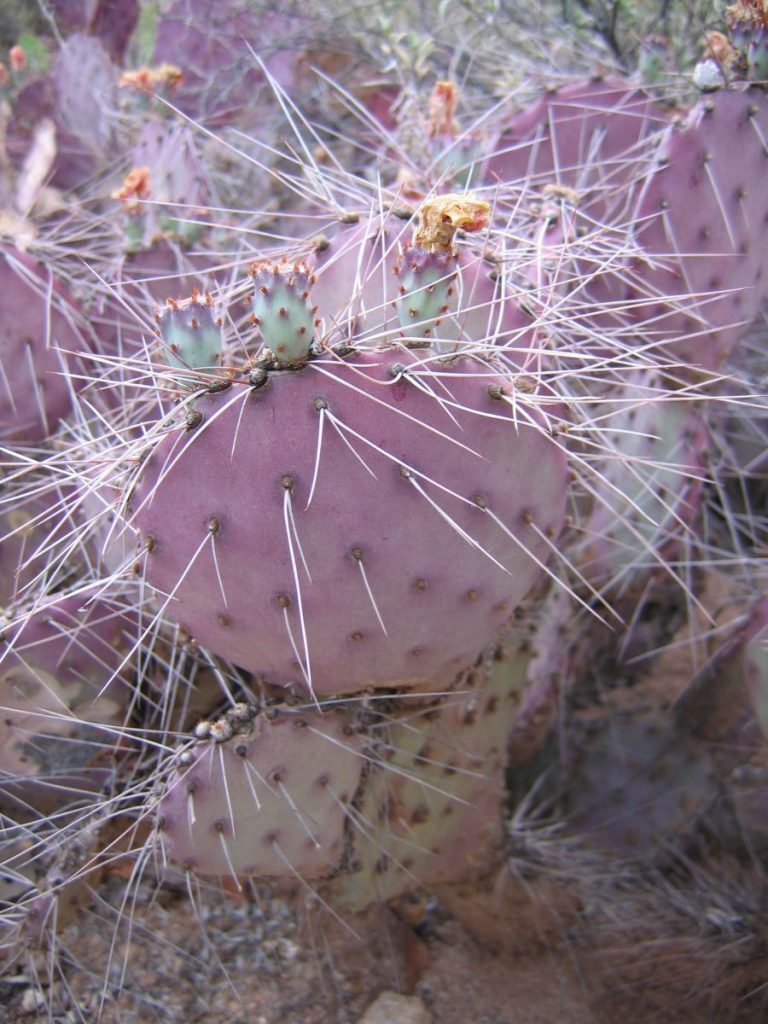 Opuntia azurea