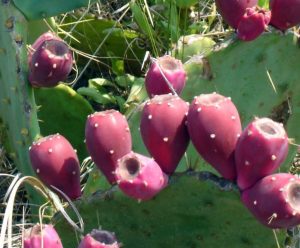 Opuntia bentonii Opuntia bentonii