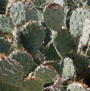 Opuntia caesia